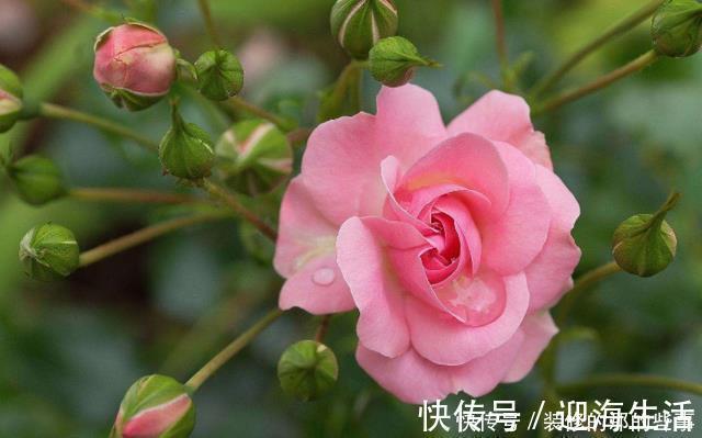 枝条|养月季，不可偷懒，牢记“2件事”，开花不断，花期久