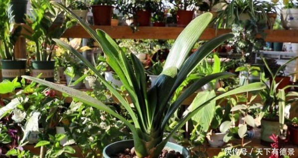 比买的还管用的有机肥，柳树皮，知道有什么好处，该怎么用吗？