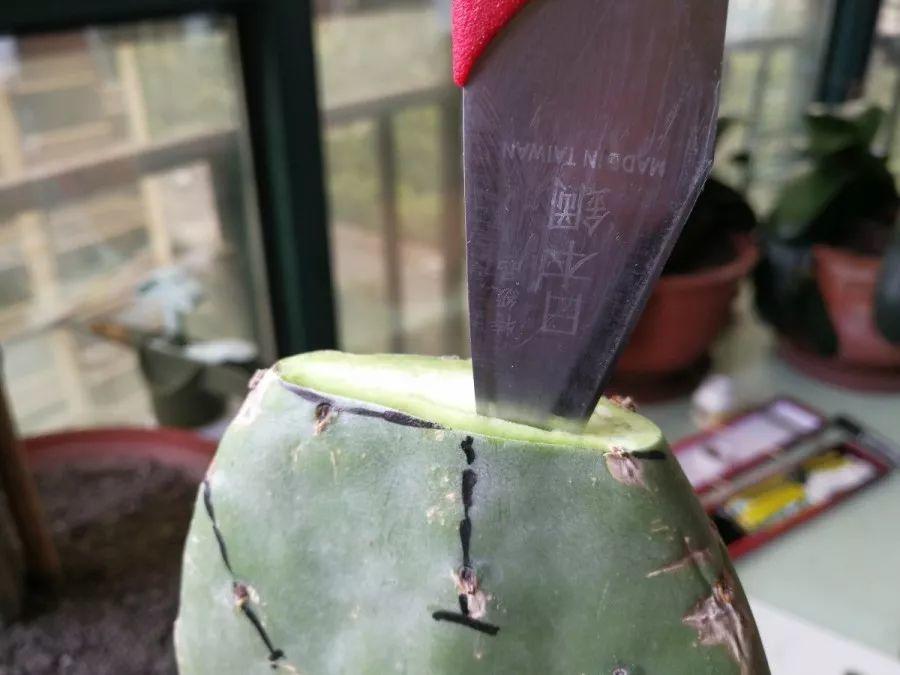 嫁接|嫁接达人,玉树嫁接长寿上,花友直呼内行!