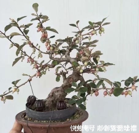 羊奶果|满山都是“羊奶果”,不能错过的盆景树种,做成盆景别具一格!