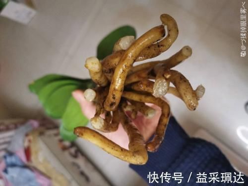 君子兰|低于5度,6种花一整个冬天不浇水,也能照样活!