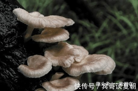 云龙菜|农村随处可见的野菜，具有防癌抗瘤、清洁肠道、美容养颜等功效