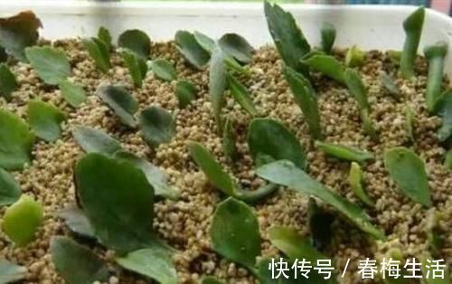 夏天8种花不用买，掐个叶子就能插活，让你的阳台变花园