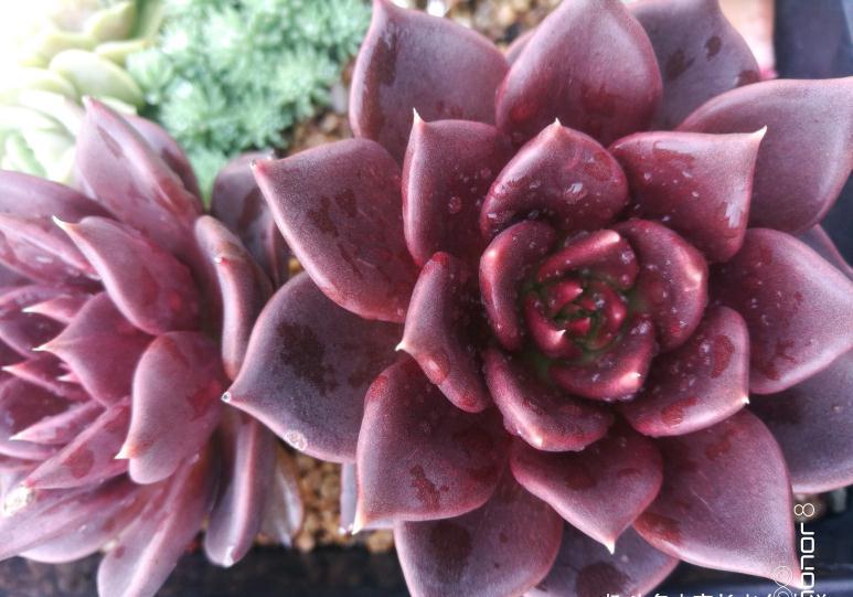 多肉黑王子和罗密欧，都是考验养功的品种，能养好说明你已是高手