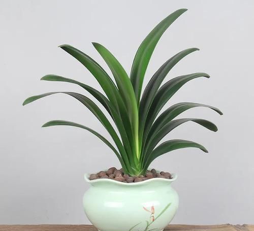 君子兰夏天有“四怕”,避开后,苗壮叶绿、状态好