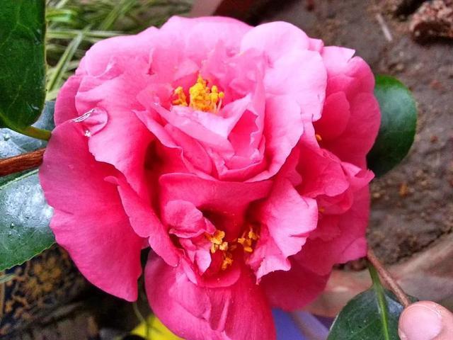 比牡丹还美的花卉,花色艳、香味浓、花期长,长势旺盛,优点众多