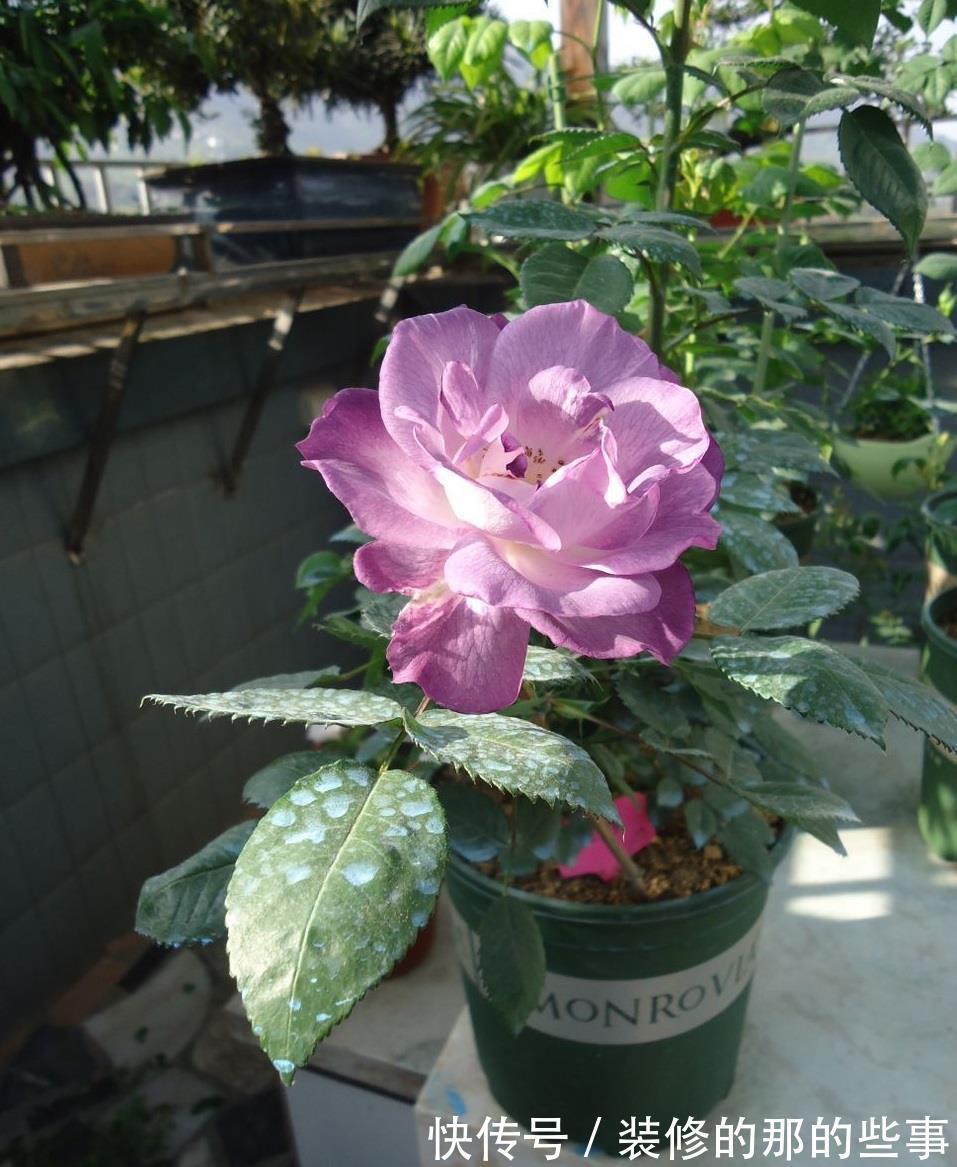 多季|月季花“蓝色梦想”，颜值超高，浓香四溢，多季开花，阳台也能养