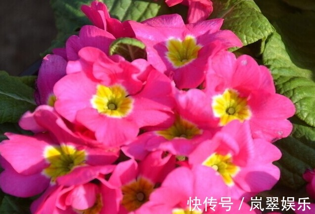 花期长|养个名字好听还早开花的花卉,开花比玫瑰好看,简单养一下就爆盆