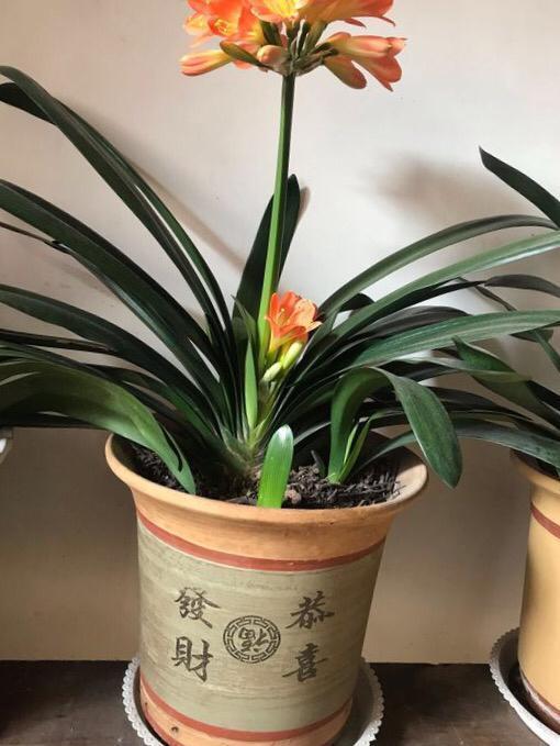 养君子兰,有一个“小技巧”,长得叶大叶宽,花多,根系壮