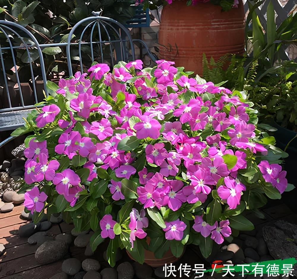 养花|新手养花，有这3款足矣，皮实好养省心，多季节有花赏