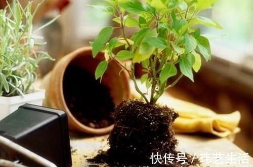 旧土|这4种土不能养花，很容易招虫烂根，养啥花都活不久