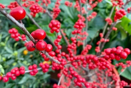  年宵|年宵花走“高级风”，紫玉珊瑚高调登场