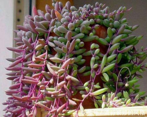 5种漂亮多肉,12月养一盆正当时,好养易爆盆,冻一冻状态美!