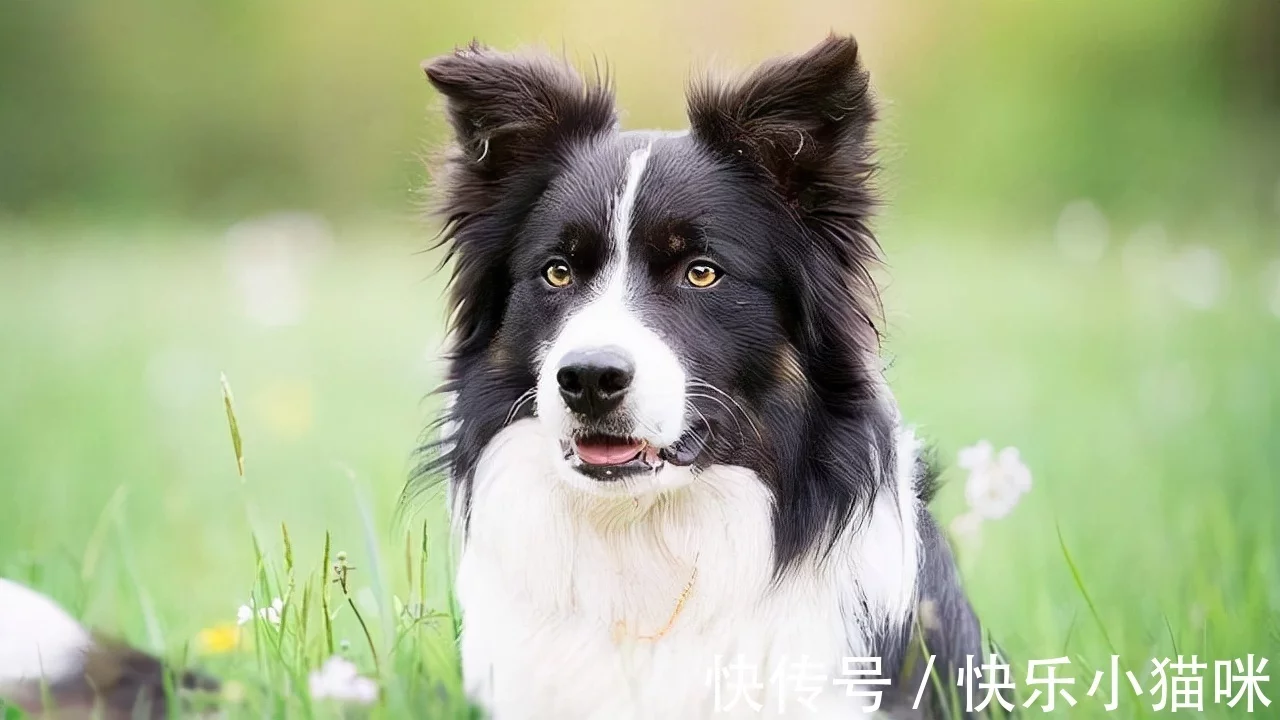 狗界智商排行第一的“边境牧羊犬”，好养吗？