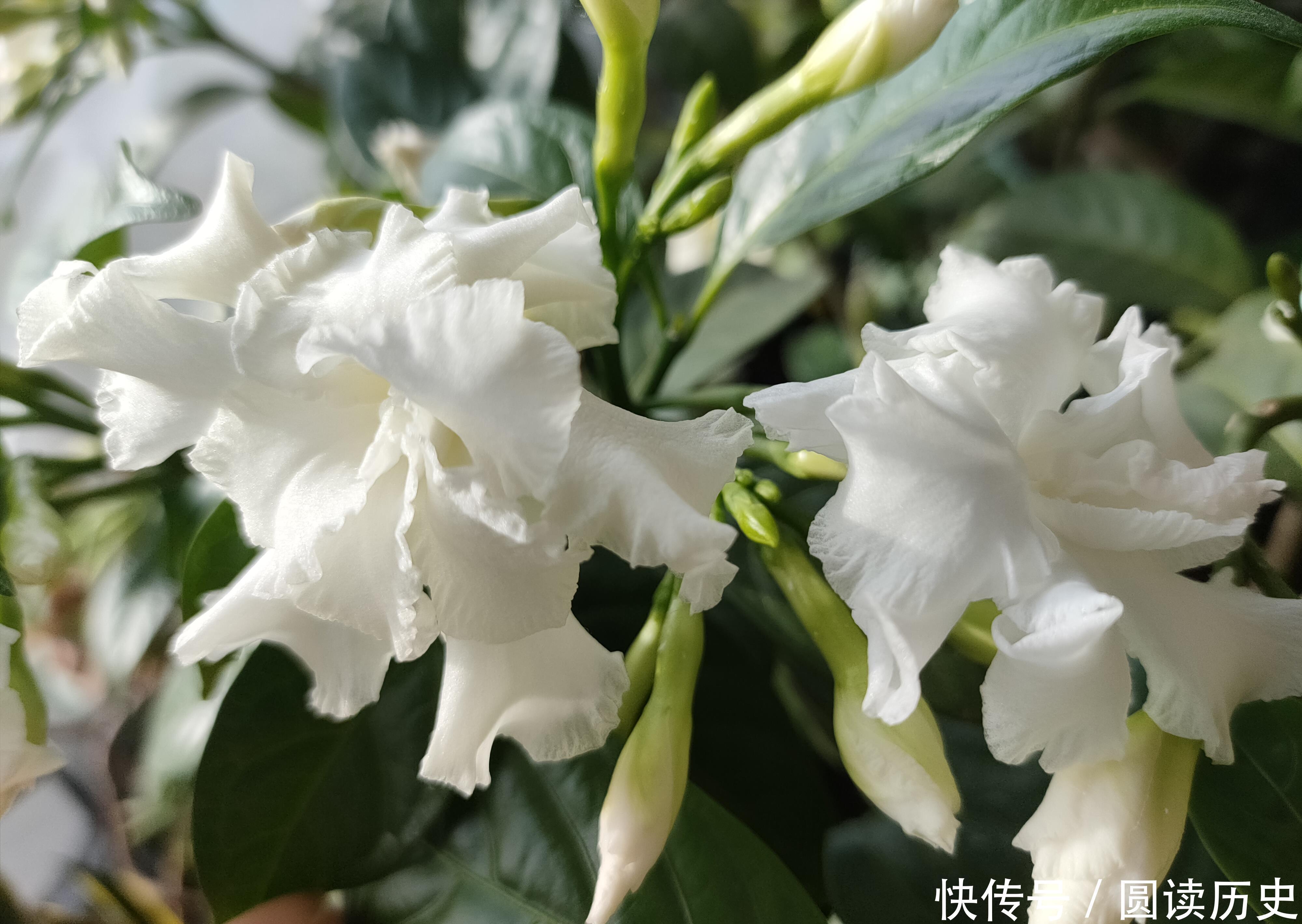 4种生命力顽强的植物,“见”土就活,给点阳光,植株旺盛开花多