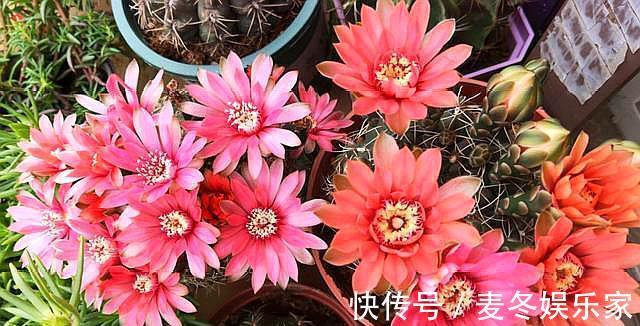 光照|仙人球中的“劳模”绯花玉，满足3个“小条件”，次次开花十几朵