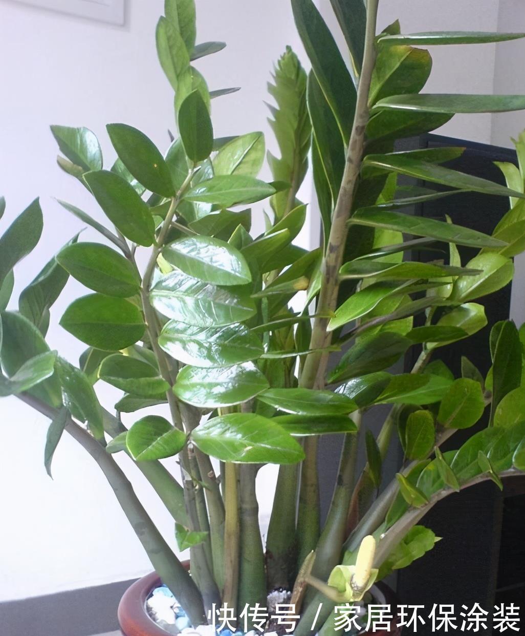 这些植物开花不常见，可遇不可求，叶片肥嘟嘟，开花太吉利