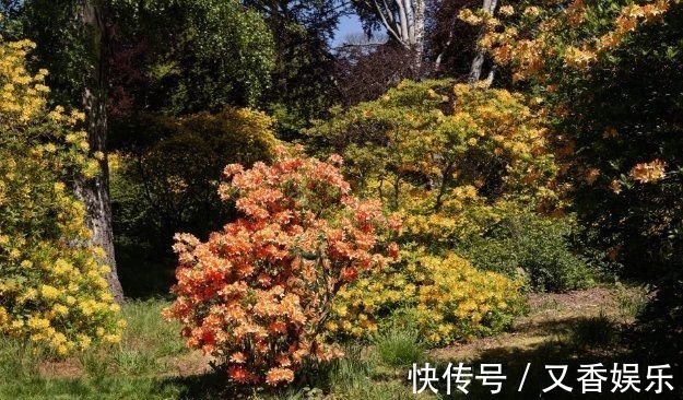 照片&德艺术家把不着片缕的美女隐藏在照片中,人体彩绘伪装下佳人何在