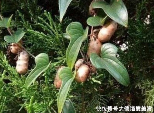 生姜|树上长的生姜,养生得多吃,农村没人要,城里300块1斤抢着要