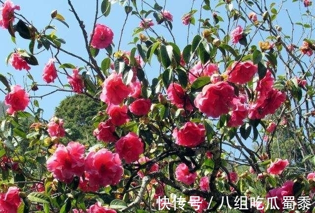 这6种花的寿命很长,养成“老桩”后,价值大增,越老“越值钱”