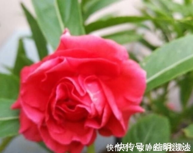 虎皮兰|开花最香的3种花,家里养一盆,花开不断,还能旺财!