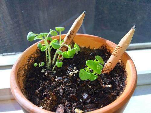 儿子把用剩的铅笔扔花盆,一个月后长出这东西,真是美的不像话!