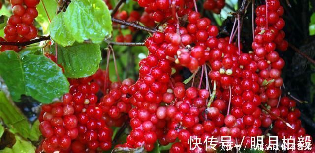 王医师|女性不想老,坚持吃三种食物,美白护肤,滋润身体,排毒养颜