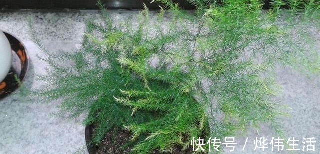 文竹1勺“汤”,兰花2颗“药”,30天后枝叶疯长,大白根长满盆