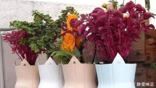 家里养花怎能少了它们!当花盆,独特、美观又省钱!