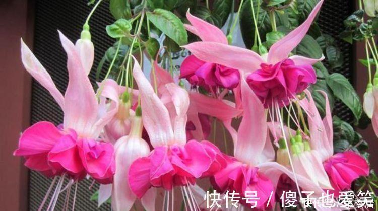 4种花养在家里,净化空气,释放氧气,颜值也不错