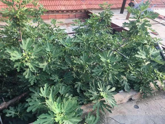 葡萄无花果插在塑料瓶里，2周生根，成活率高，1株变10株！