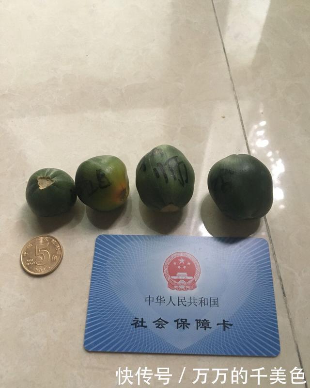 高手|高手养君子兰,1片叶子长1株,蘸点它2周窜白根,3年养200棵