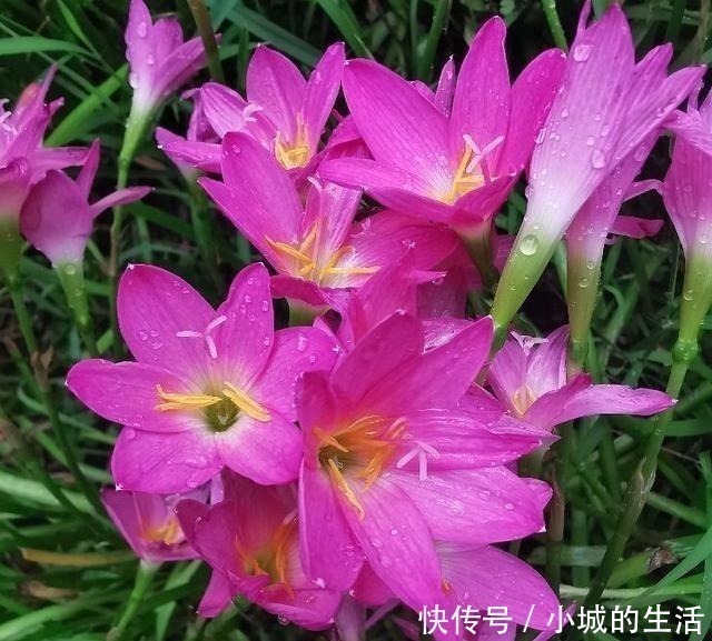 5种花扔外头，越下雨开得越好，超漂亮！5种花扔外头，越下雨开得越好，超漂亮！