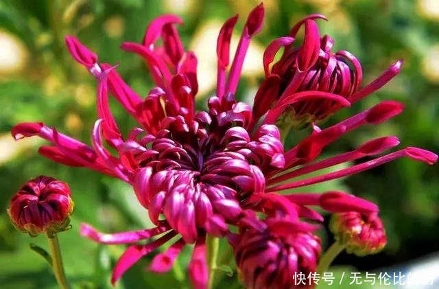 菊花美图,太美了,分享给朋友们吧!