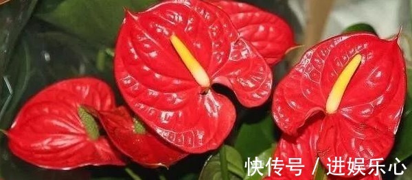 三角梅|细数花期超长的六种花卉，养护好就比“往年”开花多得多，美醉了