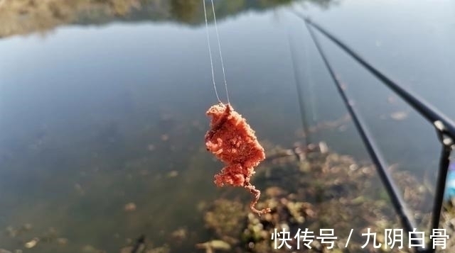 天网|红虫颗粒的另类用法,这样加工一下再打窝,鲫鱼进窝会更快!