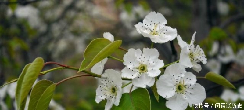 也正|苏轼最具有哲理的一首诗,人生看得几清明,读懂了一定是受益终生