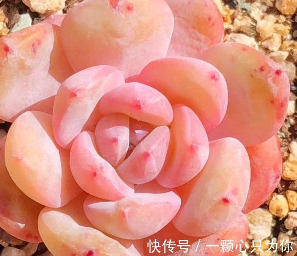 温度|温度越来越低,多肉颜色越来越漂亮了,叶子透红,快要全状态了