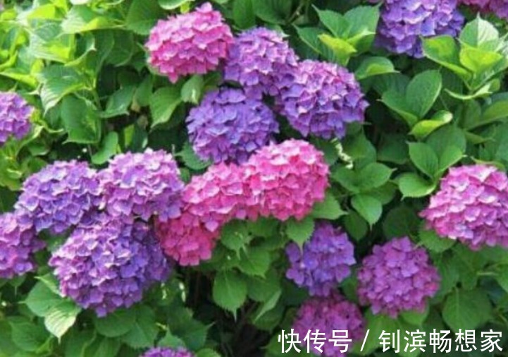 家里就养“4种花”,给点阳光就灿烂,人见人爱,养100盆也不多!