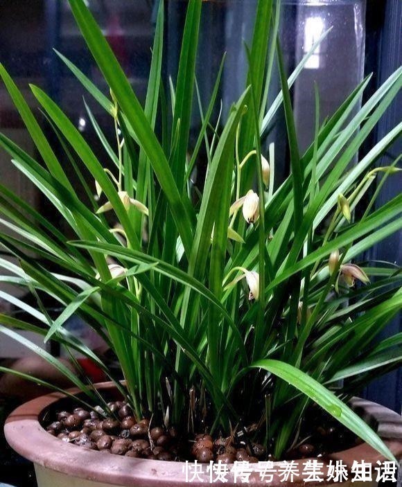 盆栽|养花忌讳“3件事”，做错一个也不行，怪不得老是养死花！