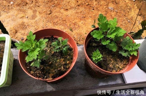 春天种下几株菊花,秋天才能怡然自得地赏花,喜欢菊花的赶紧种!