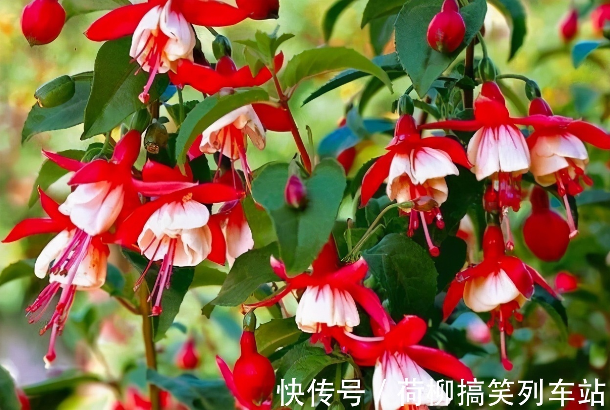 春天买花要谨慎,4种花“夏必死”,新手绕开走,别白花钱