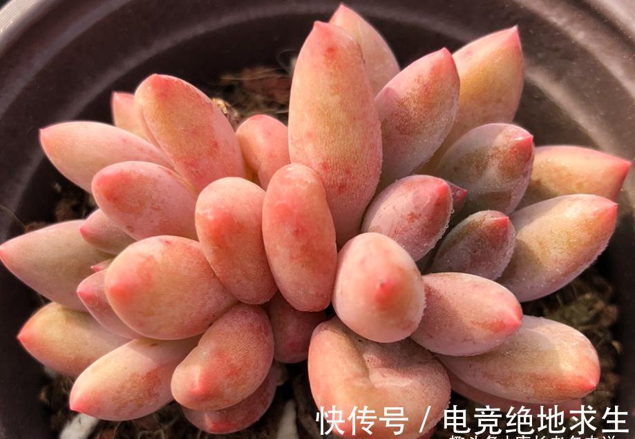 蓝精灵|多肉红蜻蜓和蓝精灵,一个带暗纹,一个平时丑,出状态则“封神”