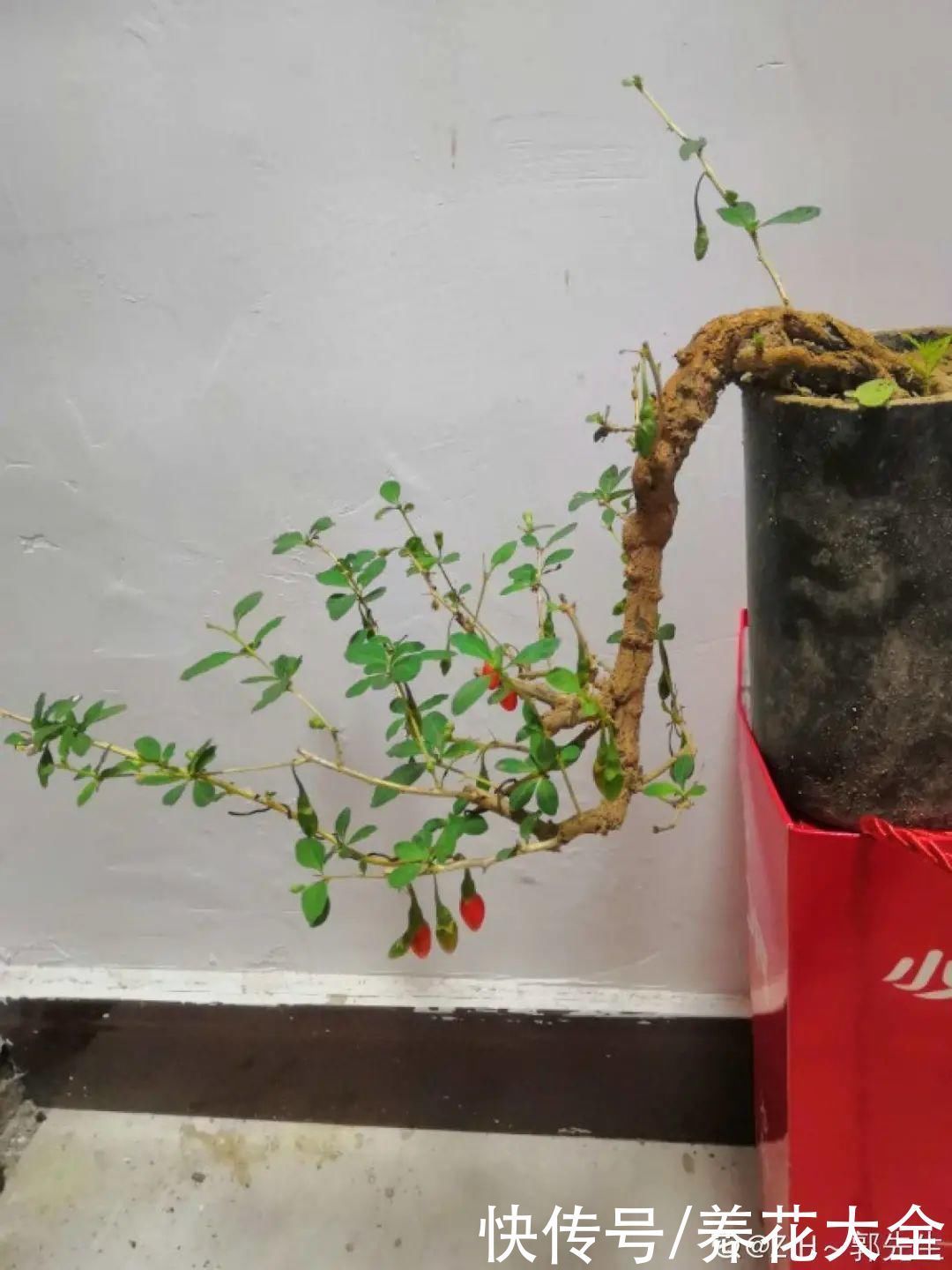 农村当柴烧的花，原来可以当盆景，给一千块也不卖