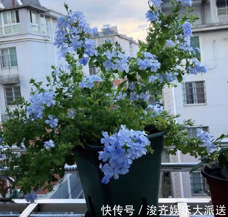 花人|懂花人都知道，1种花“耐热、好养”，春天播种，夏天“开爆盆”