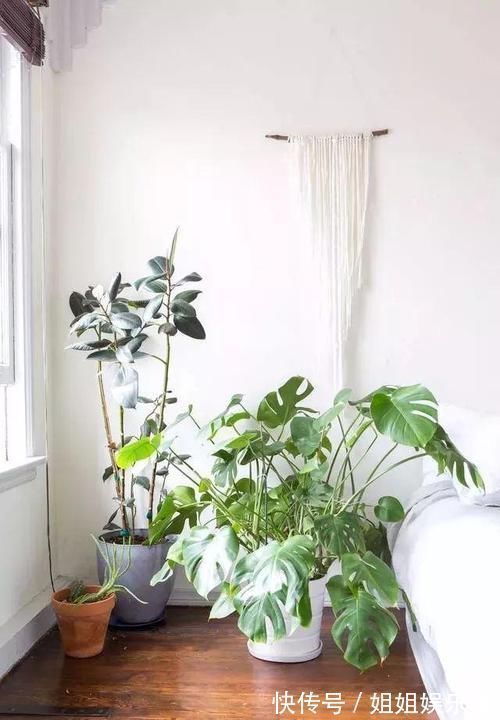 浇水|17种适合生长在弱光处的室内植物,可以摆放在家里的任何角落