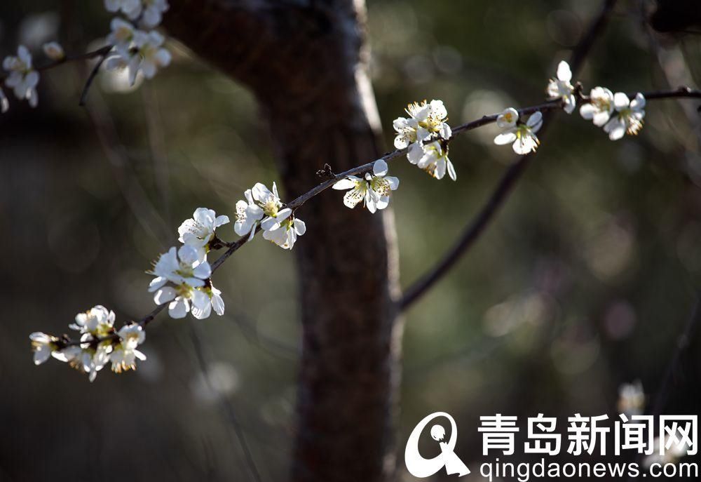 老年|【花消息】十梅庵梅园里梅花初绽 本月18日起开门迎客