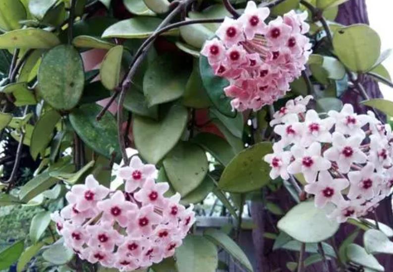 快把家里的绿萝都丢了,此花更好养,花量大香味浓,空气更清新