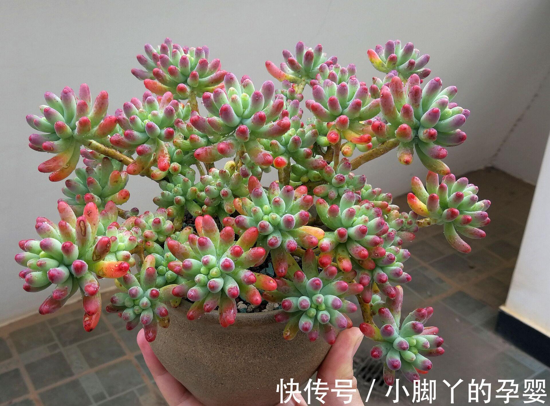 那些你可能不知道的多肉植物小秘密