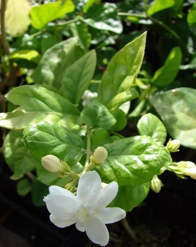 在花盆里栽种茉莉花，如何让它们每一年都能重新开花
